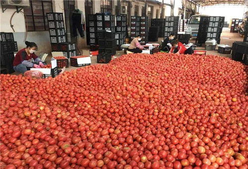 黨史學習丨雙柏縣扎實開展 干部大返鄉 黨史大宣講 產業大發展 環境大改善 宣傳教育活動